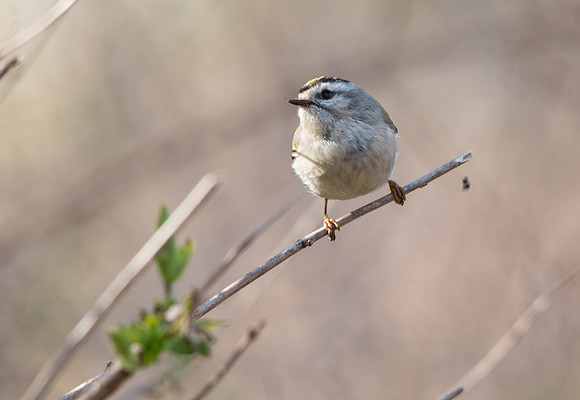 Golden-crowned Kinglet 4/18/16