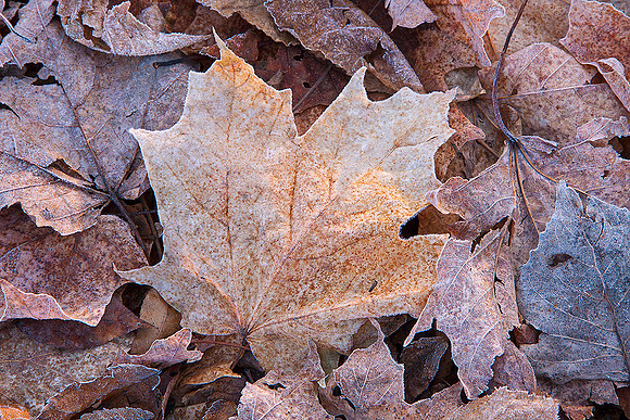 even dead leaves have their own beauty.