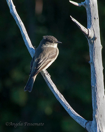 Eastern Phoebe