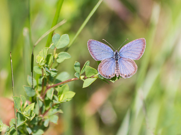 Eastern Tailed Blue