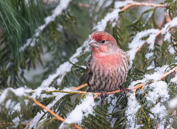 House Finch, male