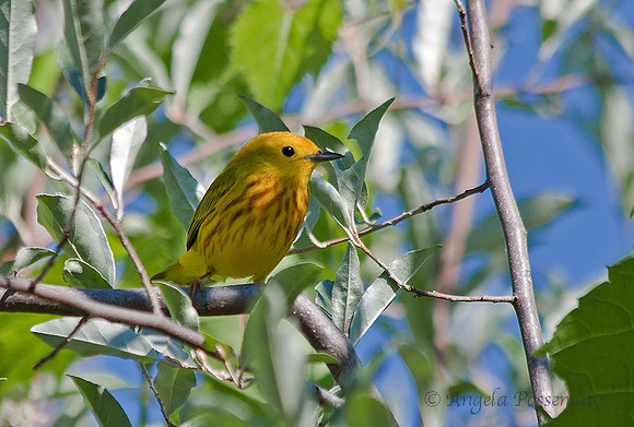 Yellow Warbler