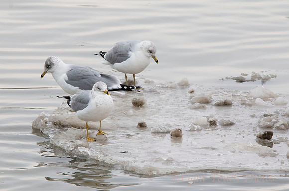ring-billed gulls
