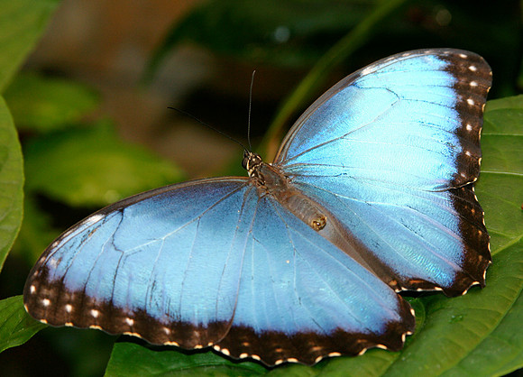 blue morpho