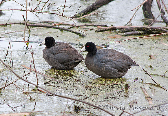 American coots