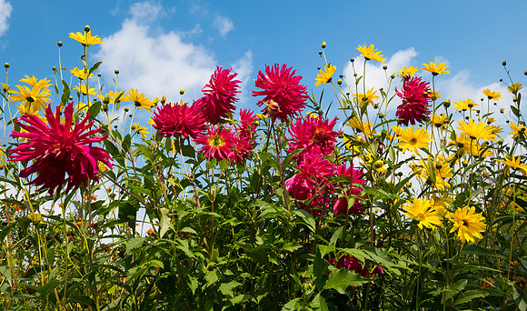 Monet's Garden at Giverny