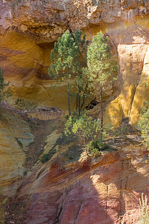 DSCF7561 Pines Canyon Rousillon 2026 copy
