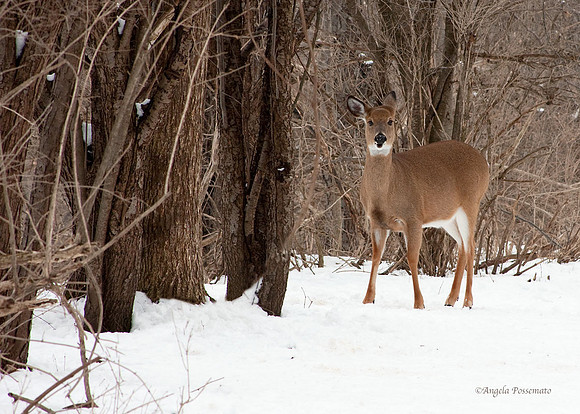 I think this doe was as curious about me as I was about her!