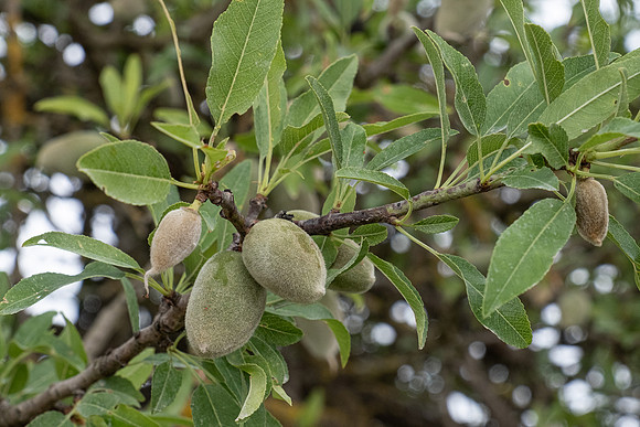 DSCF7504 Almonds