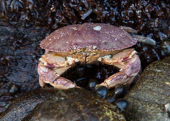 feeling crabby?