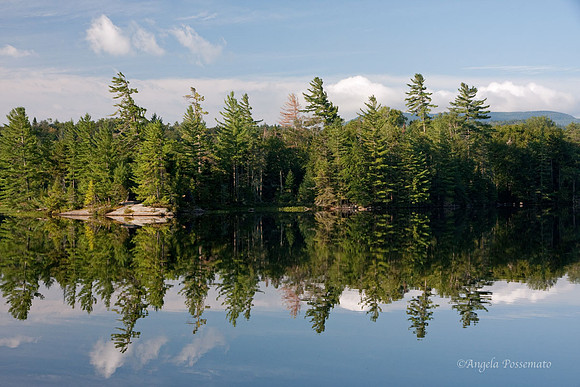 white pines grow in the same direction  as the prevaling wind