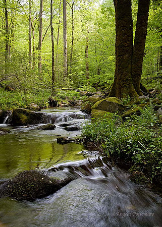 Middle prong of the Little River near Tremont