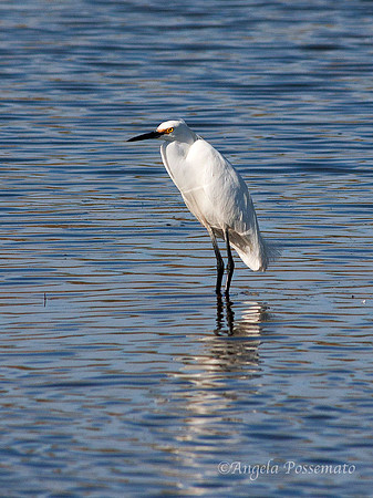 snowy egret