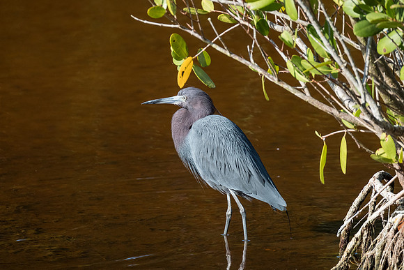 little blue heron