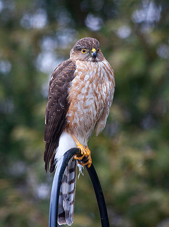 immature, 1st year sharp-shinned hawk