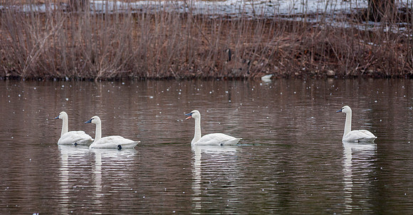 Tundra Swans