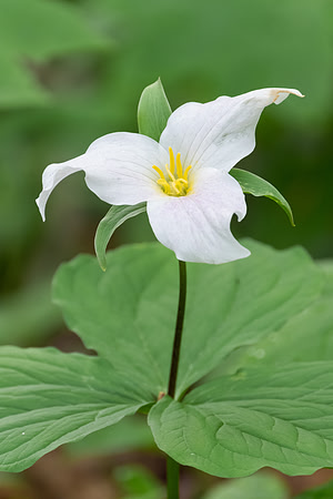 white trillium