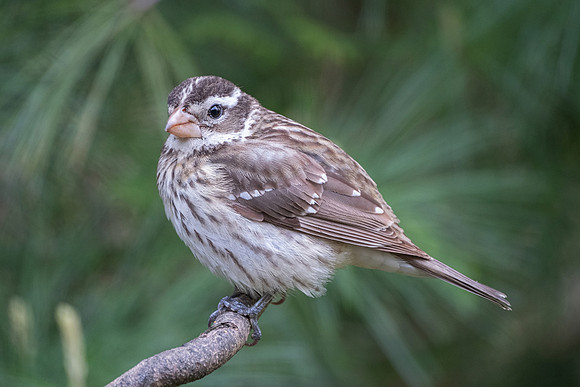 Rose-breasted Grosbeak, female
