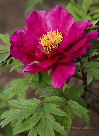 Red Peony