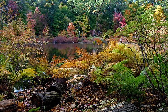 Devil's Bathtub at Mendon Ponds Park