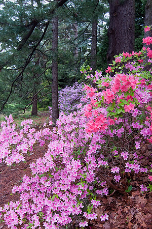 azaleas at Highland Park