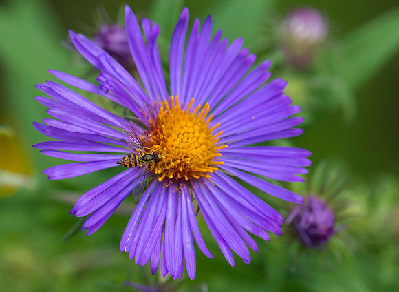 Aster and Bee