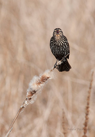 female red-winged black bird