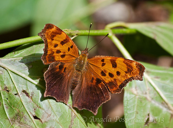 Eastern Comma or Question Mark butterfly