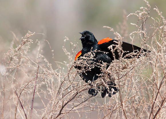 red-winged black bird