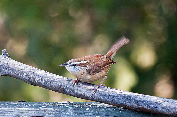 carolina wren