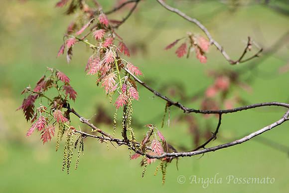 spring oak leaves