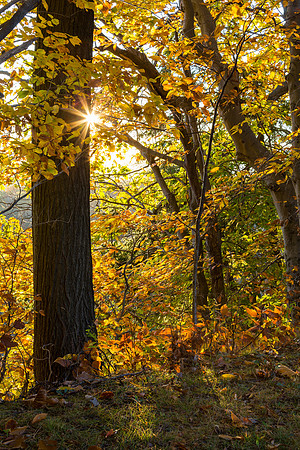 sunrise at Letchworth