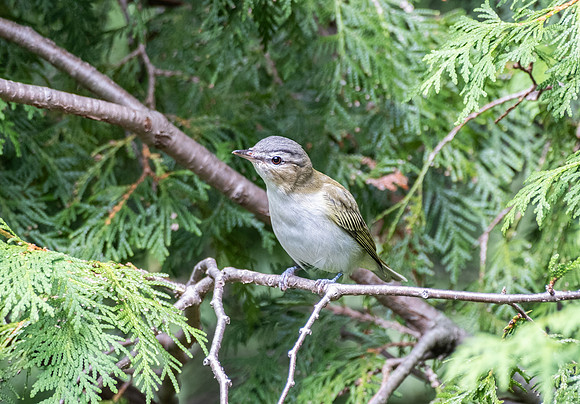 Red-eyed Vireo