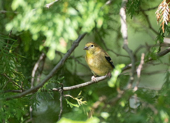 DSCF8513 goldfinch