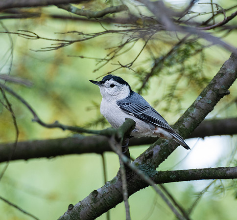 DSCF8523 nuthatch