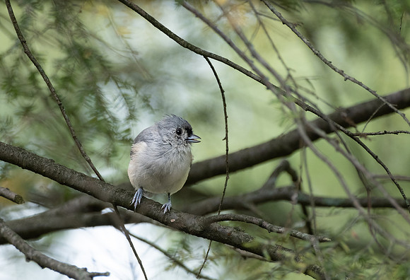 DSCF8543 titmouse