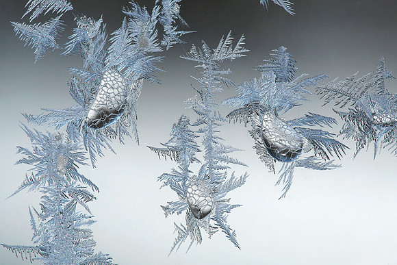 Ice Drops and Frost Feathers-4