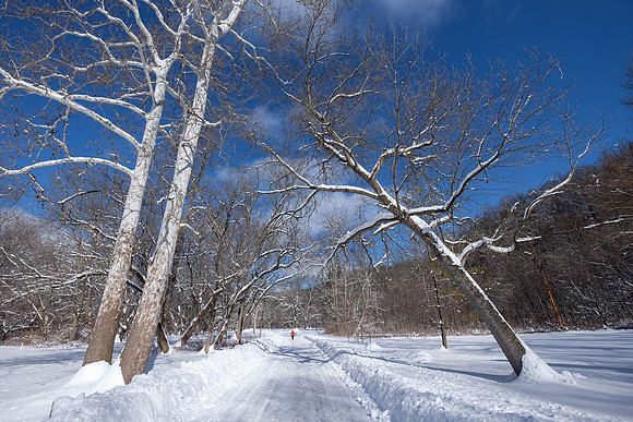 Ellison Park