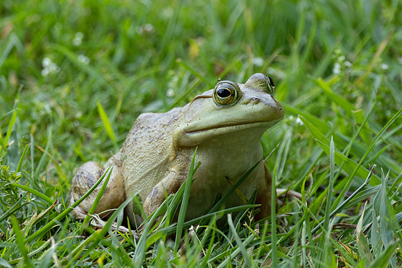 Ribbit!!