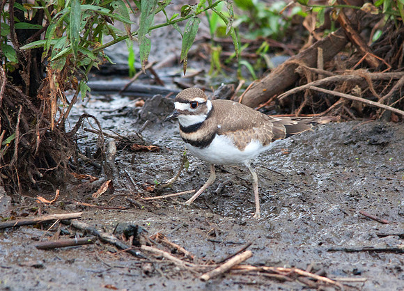 killdeer