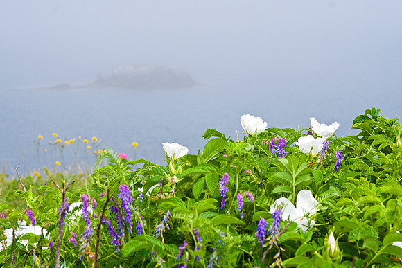Cape Forchu