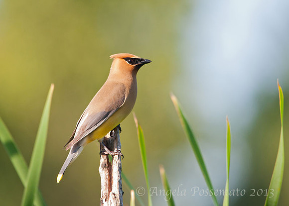 Cedar Waxwing