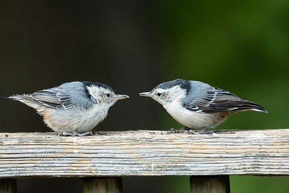Beak to beak