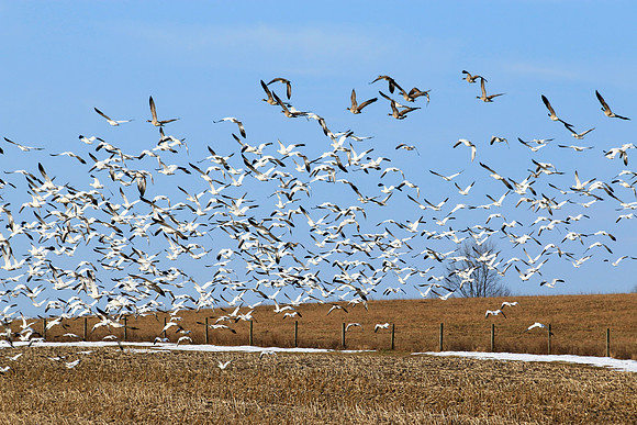 Snow Geese - Rte 31F & 350.