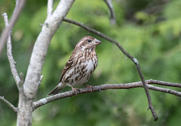 Purple Finch (Female)