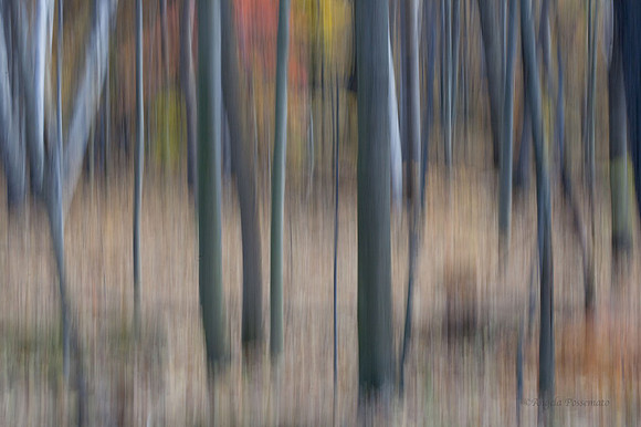"Forest Impression" 3-Time winner 2013, 2010