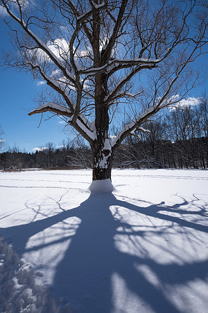 Ellison Park