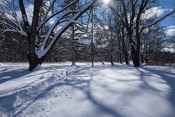 Ellison Park
