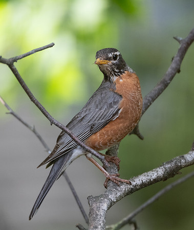 American Robin