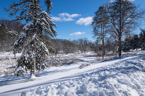 Ellison Park